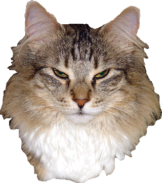 Ein Bild, das Katze, sitzend, Kamera, suchend enthält.
Automatisch generierte Beschreibung