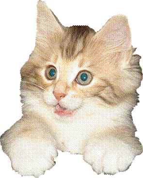 Ein Bild, das Katze, drinnen, sitzend, suchend enthält.
Automatisch generierte Beschreibung